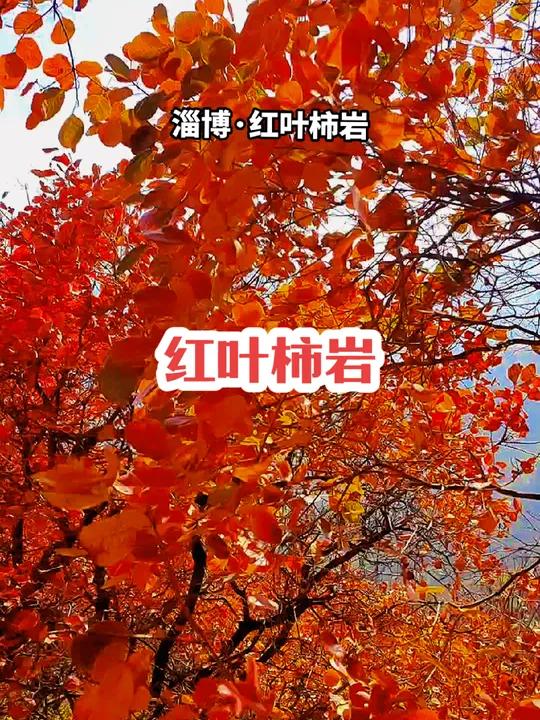 红叶柿岩春节免费图片