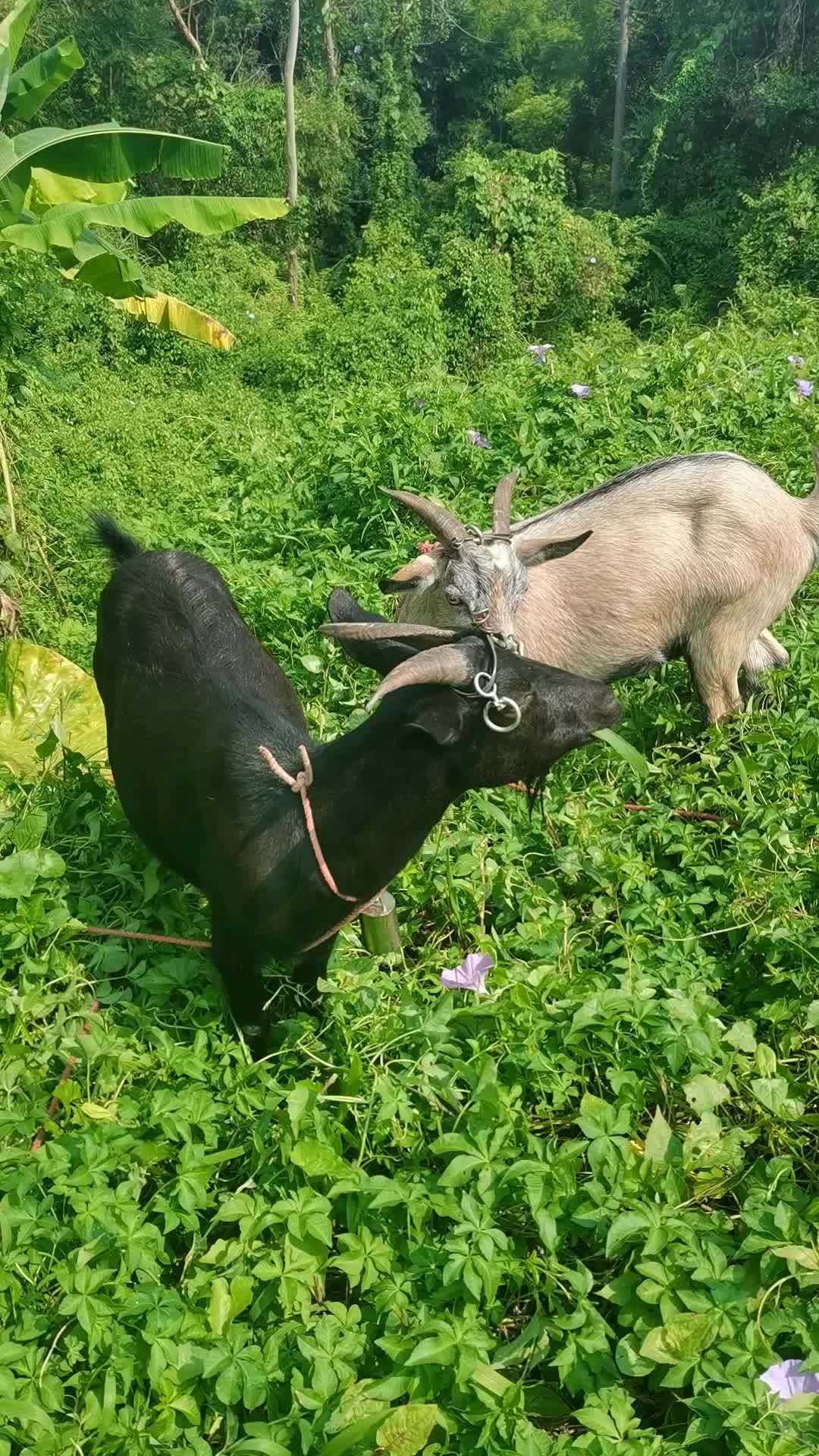 自家养的广西黑山羊!