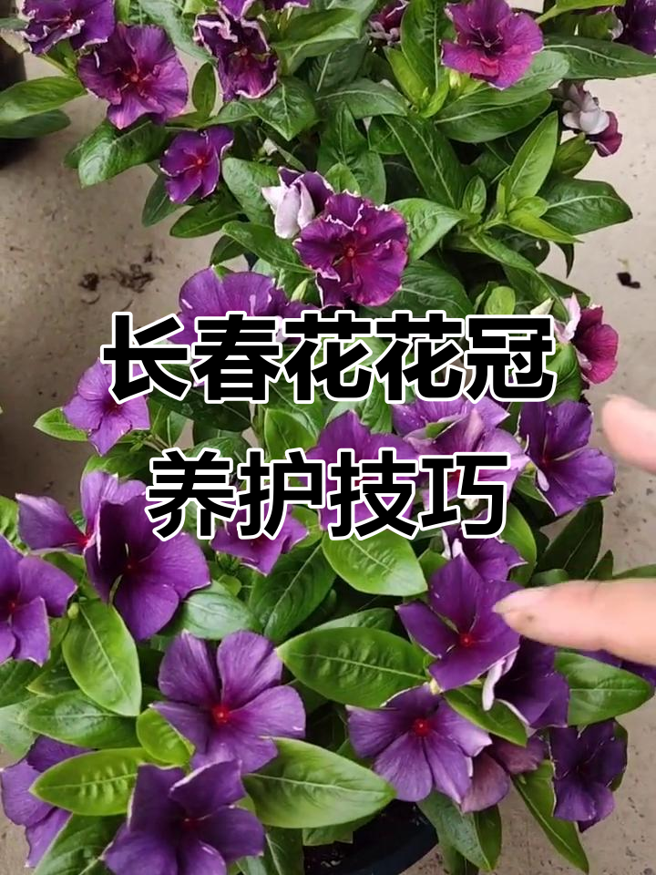 长春花如何通过摘心打顶,让株形更密实,花开更多?