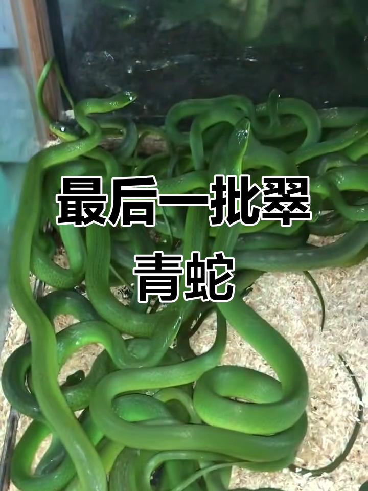 翠青蛇珍稀品种,最后一批难得一见
