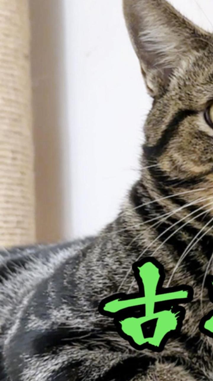 原来这就是传说中的"古典纹狸花猫"