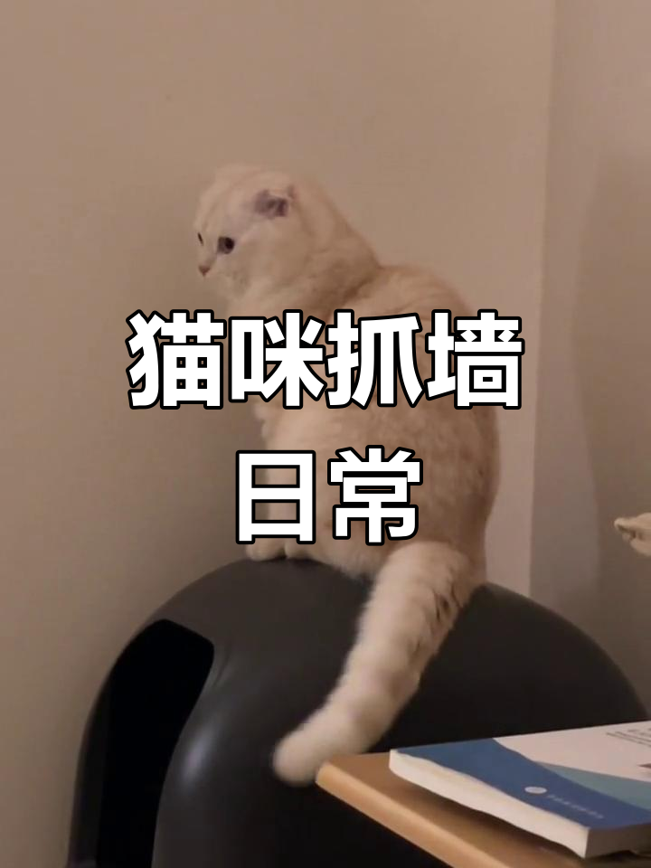 小猫挠墙,破爪不停