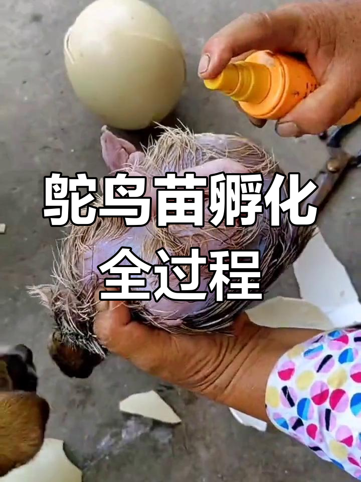 小鸵鸟42天破壳,孵化过程全纪录