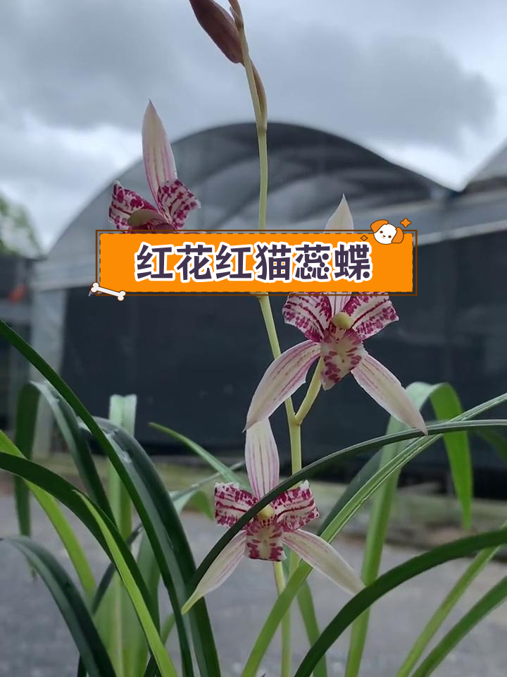 建兰铭品红花红猫蕊蝶,兰花中的瑰宝