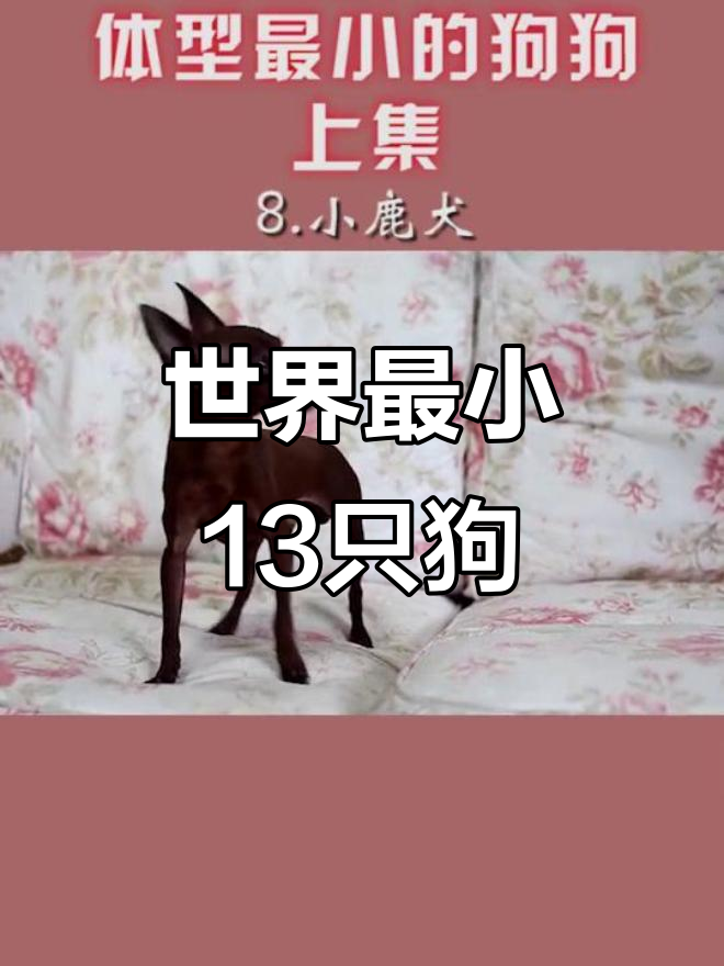 世界上最小的13种狗狗,超萌可爱!