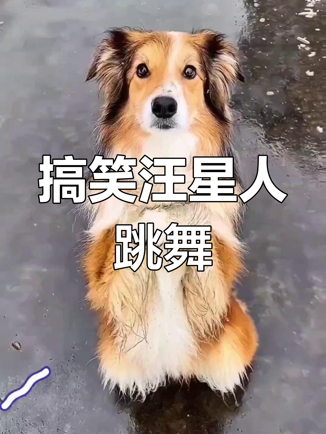 这只印度转世的狗子,跳舞太搞笑了!