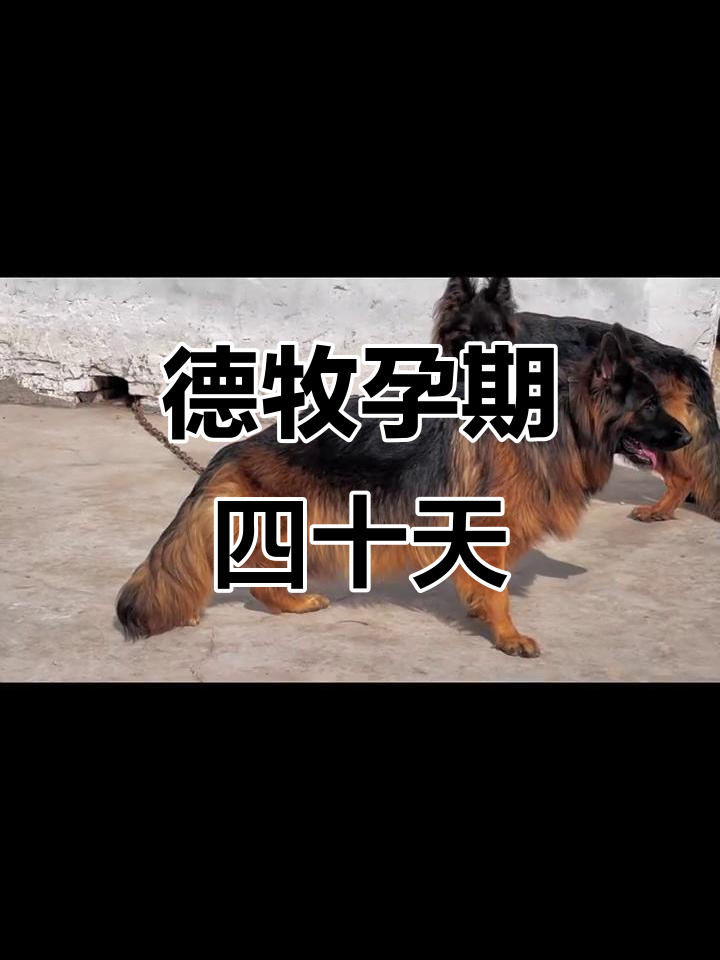 纯种德牧怀孕四十天,期待小宝宝的诞生