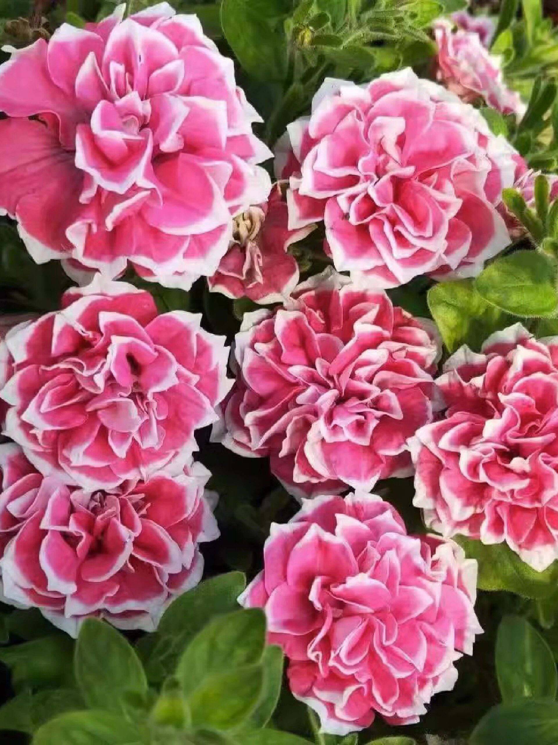 矮牵牛花稀有品种重瓣大花好养易活