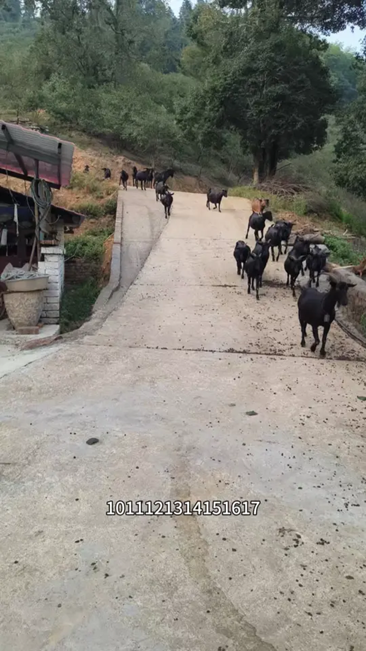 开始数羊了,黑山羊养殖