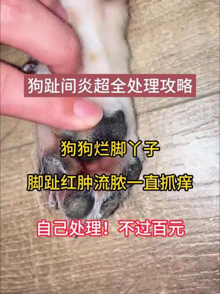 狗狗趾间炎攻略脚趾红肿烂脚丫看过来