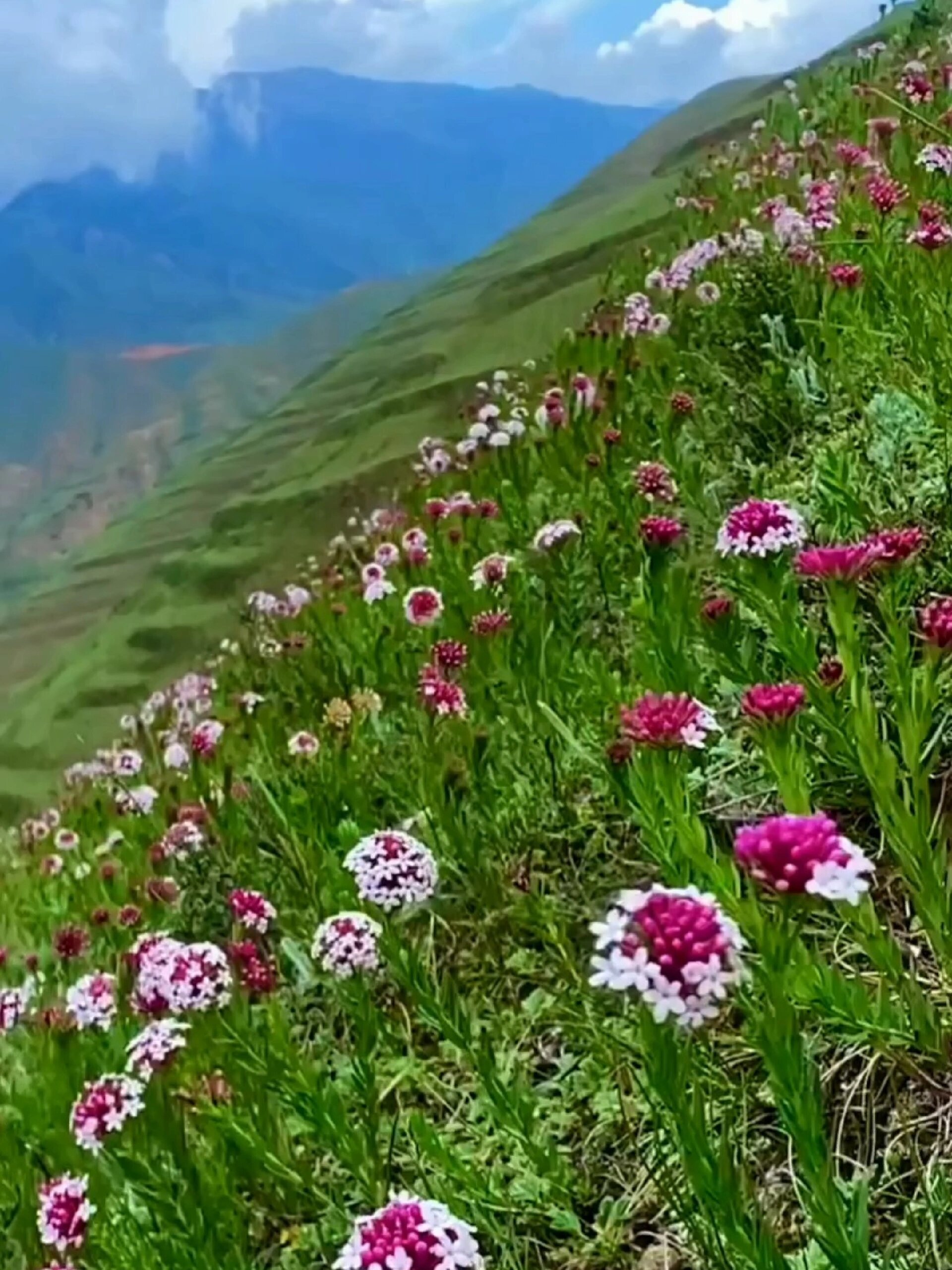 高原上的狼毒花开了,太美了