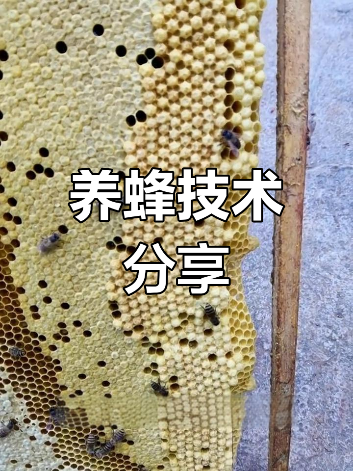 蜜蜂分蜂的秘密:如何应对王台问题