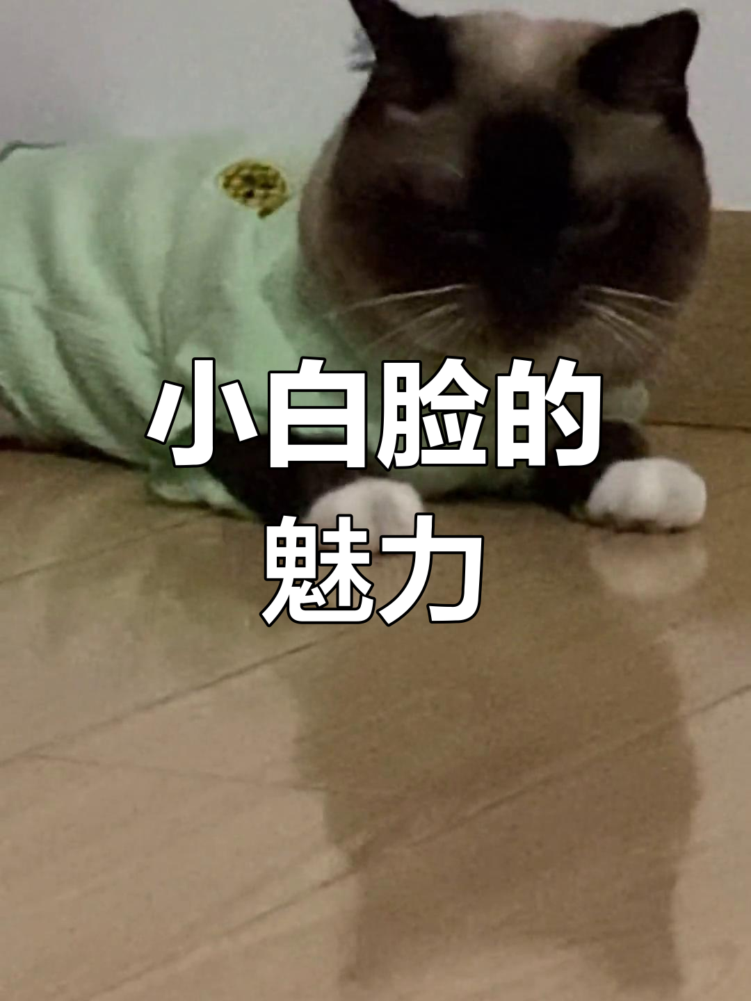 暹罗猫的美丽小白脸,快来看看!