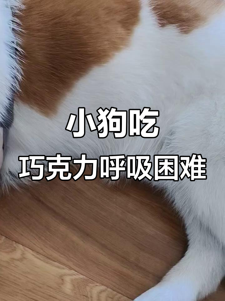狗吃了一点巧克力有事吗为什么在线