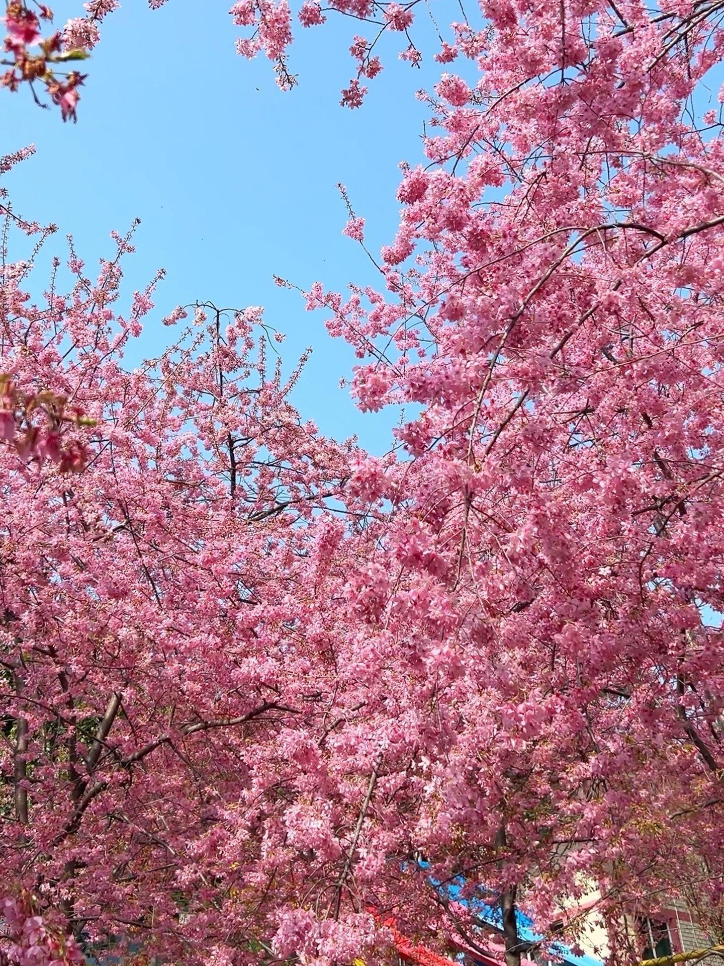 春天的颜色是樱花粉 粉樱盛花期进行时!