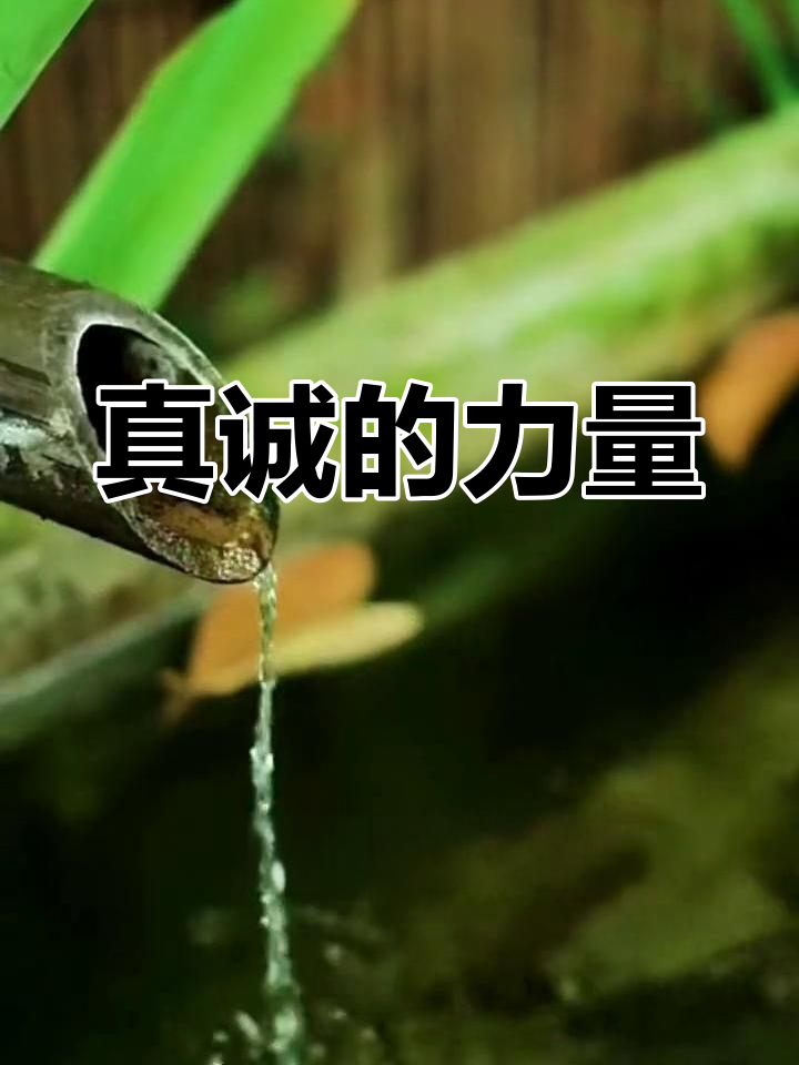 真诚是交往的灵魂,付出真心才能收获真挚的情感回应