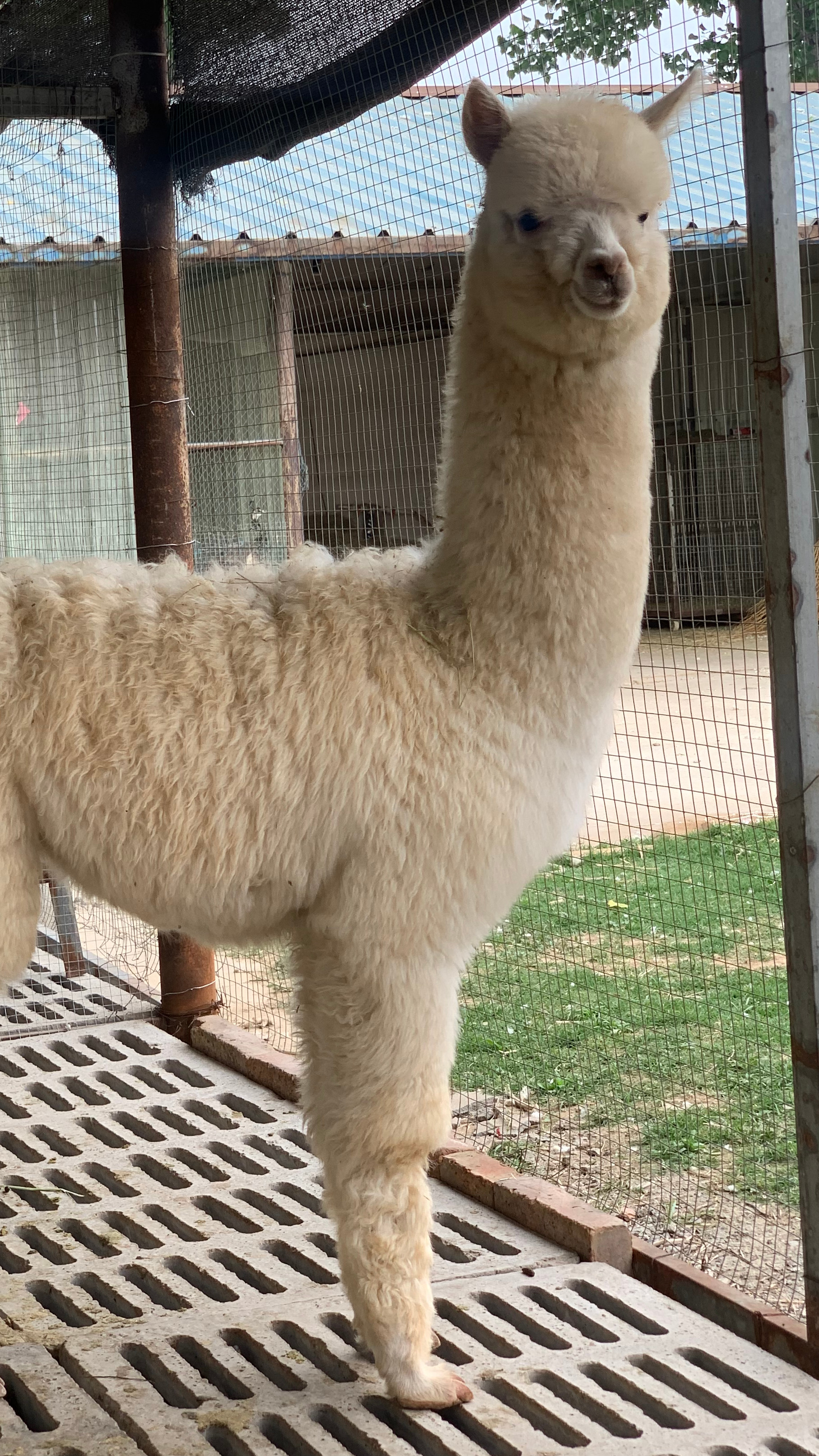 吐口水羊驼养殖小技巧