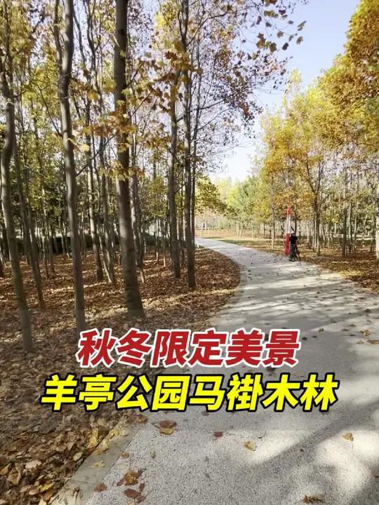 市民打卡羊亭公园马褂木林,感叹满地金黄色落叶太美了.