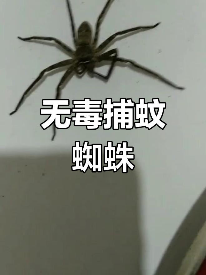 农村常见无毒蜘蛛,吃蚊子不咬人