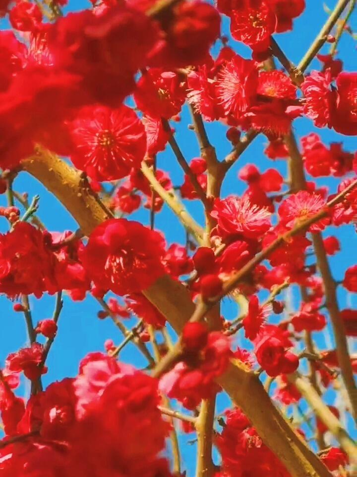 最美人间三月天红彤彤的梅花
