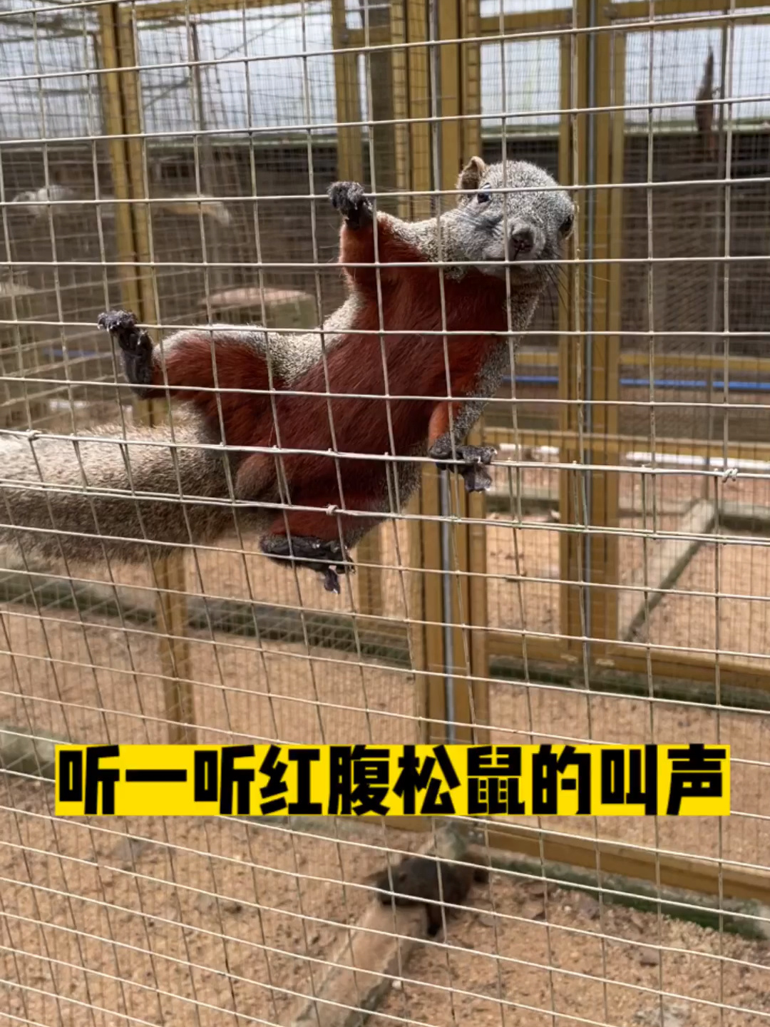 红腹松鼠的叫声跟你想象中一样吗