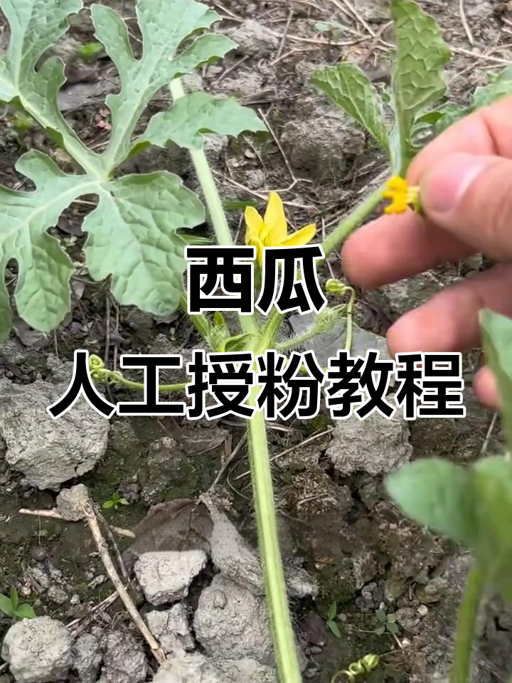 西瓜人工授粉技巧,提高座果率的关键操作