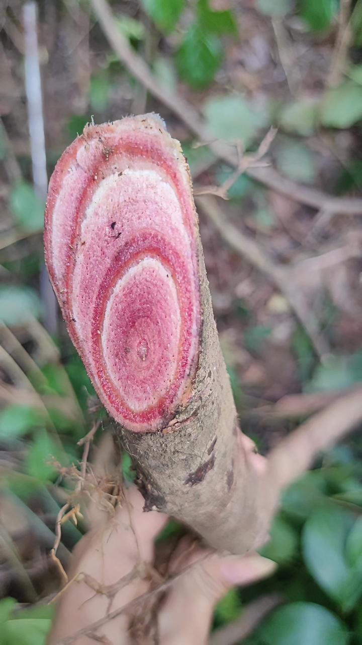 野生三叶鸡血藤找到了 现场实拍 大自然的馈赠 采药人 野生药材 纯