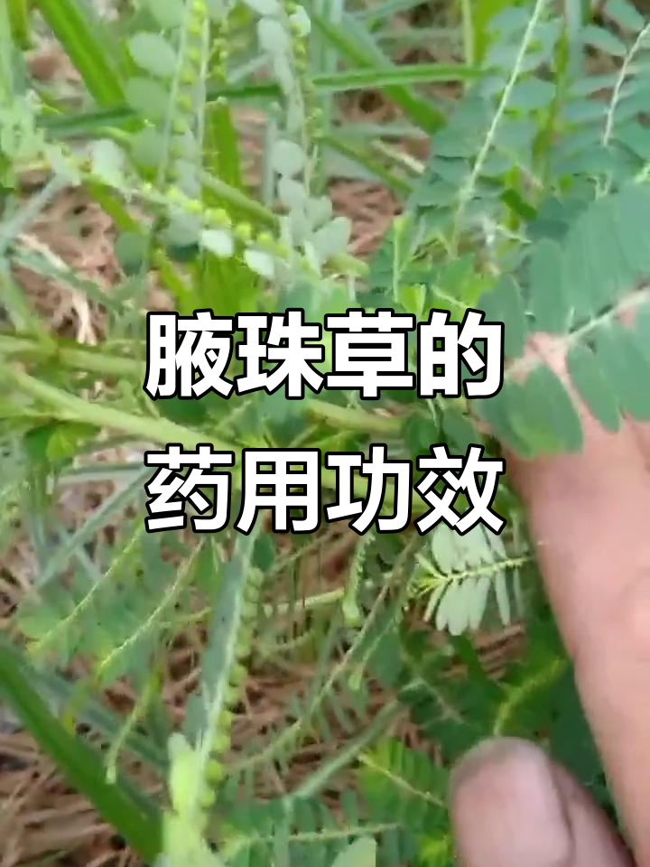 珍珠草:清热解毒,利水消肿,腋下凸的神奇作用