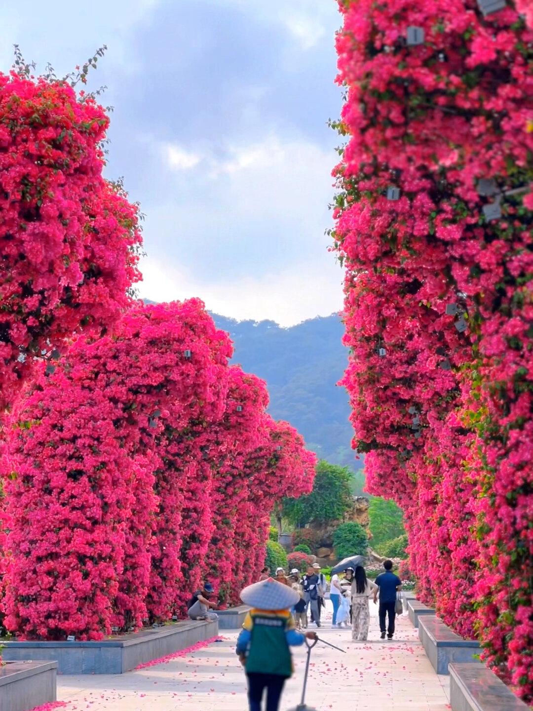 七色三角梅花海图片