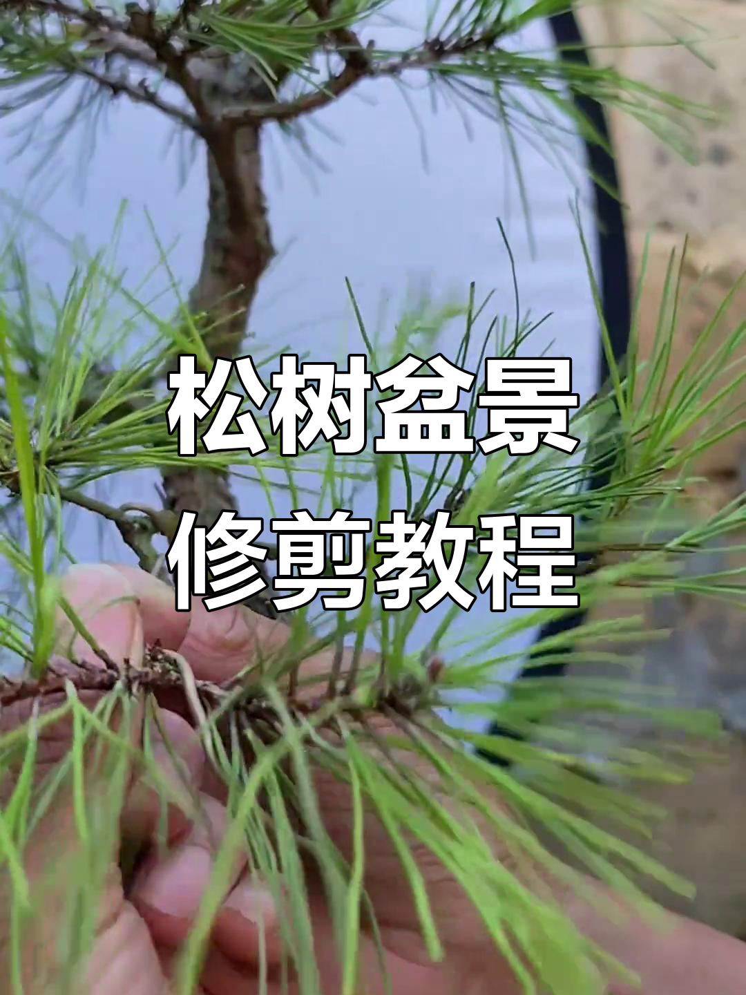 松树盆景修剪技巧,打造自然美观造型