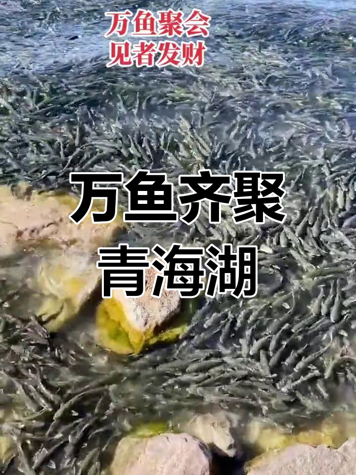 青海湖万鱼聚会,聆听大自然的奇妙旋律