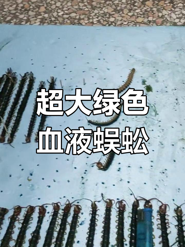 这条蜈蚣太震撼了,血都是绿色的