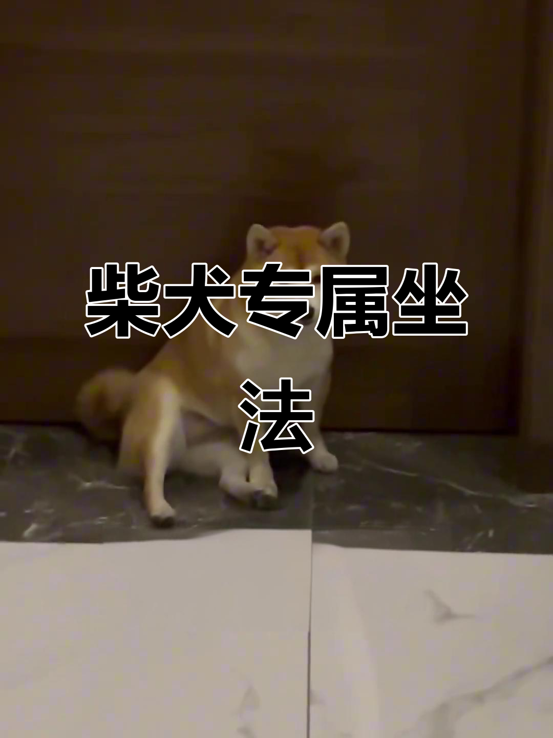 纯正柴犬的独特坐姿,看看你家的狗狗是不是这样?