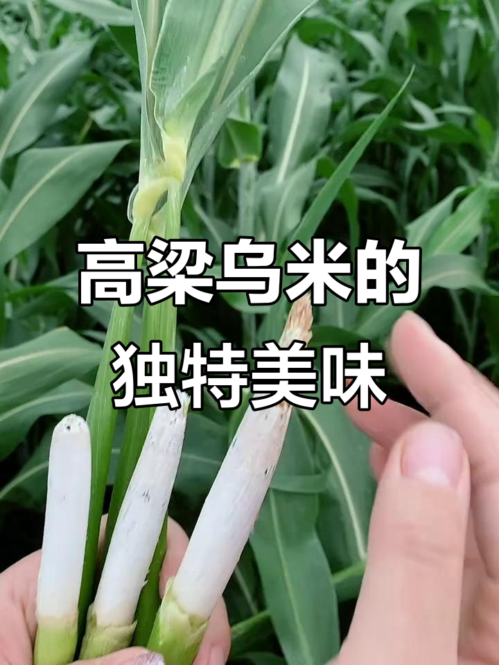 东北高粱乌米:童年味道,吃上一口停不下来