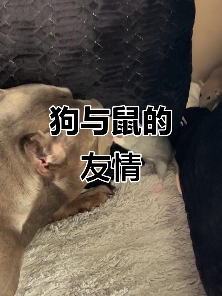 狗狗和鼠鼠成了最好的朋友,真是太意外了!