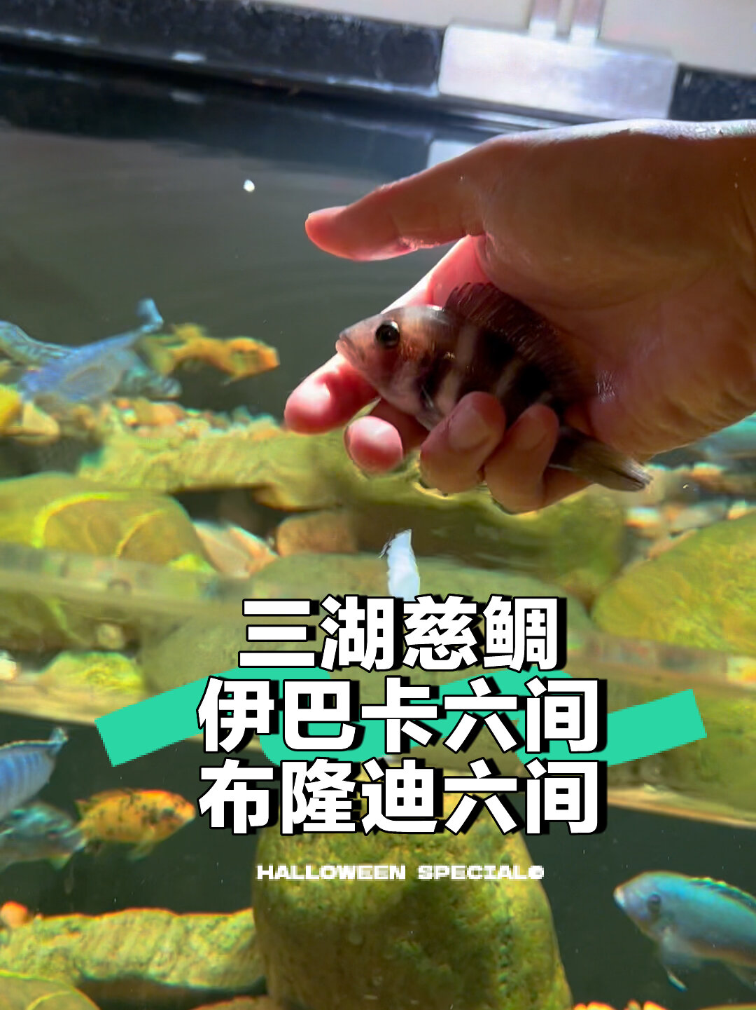 双十一买鱼,伊巴卡六间布隆迪六间