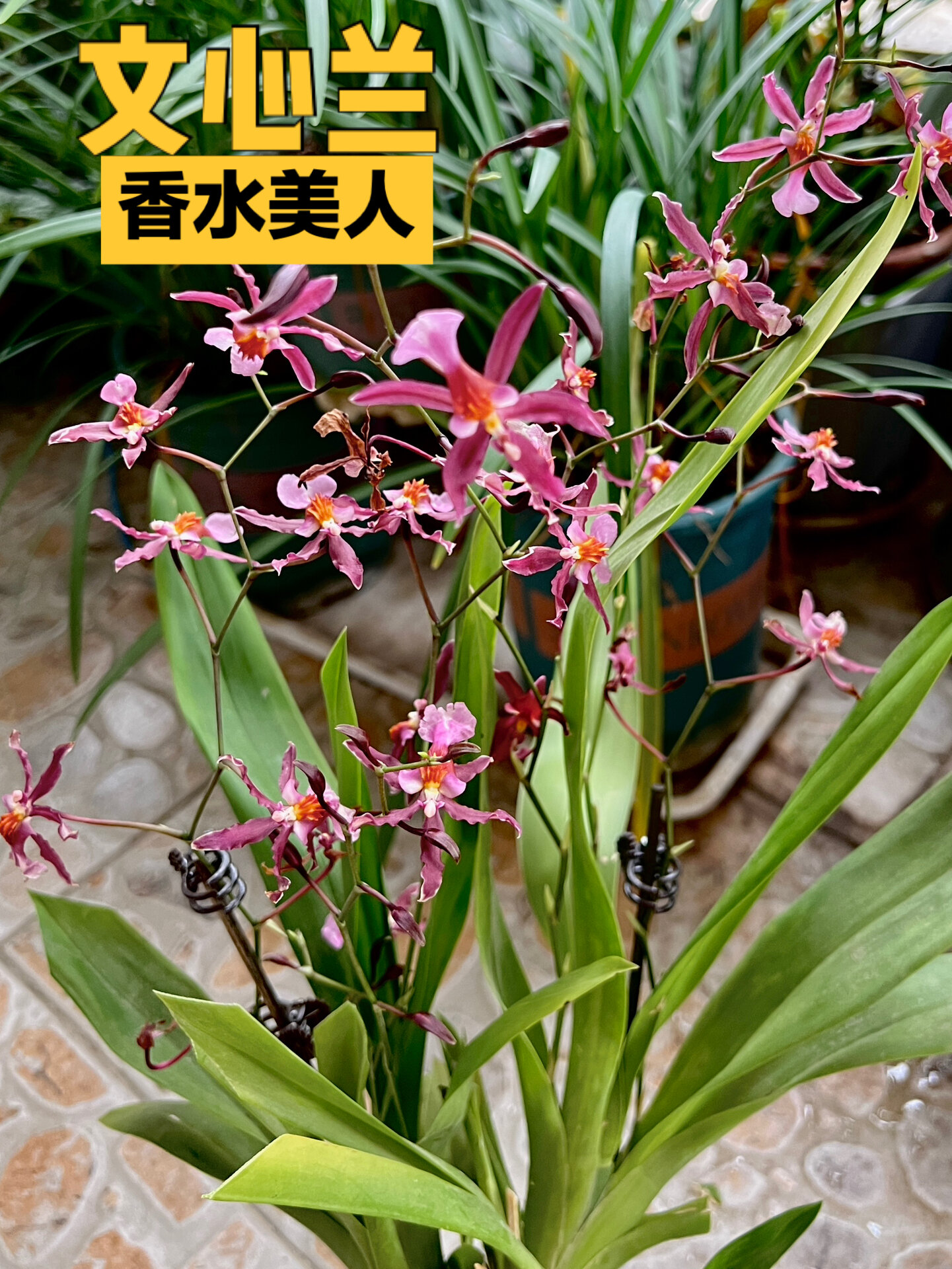 「文心兰」香水美人新手入门级开花机器