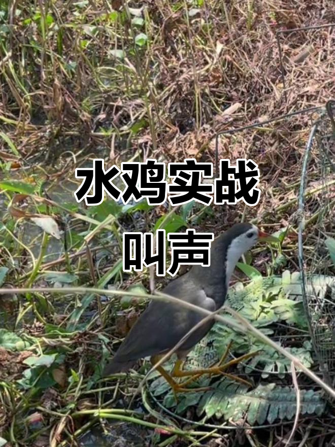 白面水鸡鸣叫实录,叫声大揭秘