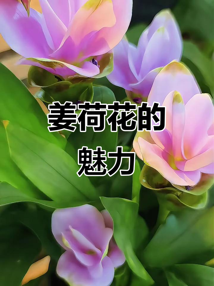 姜荷花:香气四溢的花园新宠,寓意深刻又美观