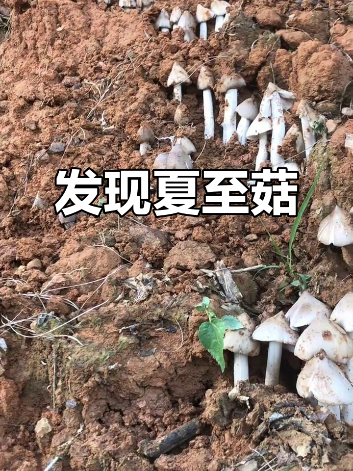 今年第一窝夏至菇现身,山林里的惊喜收获