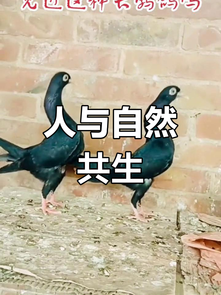 动物与人类和谐共处,灵性尽显,震撼心灵