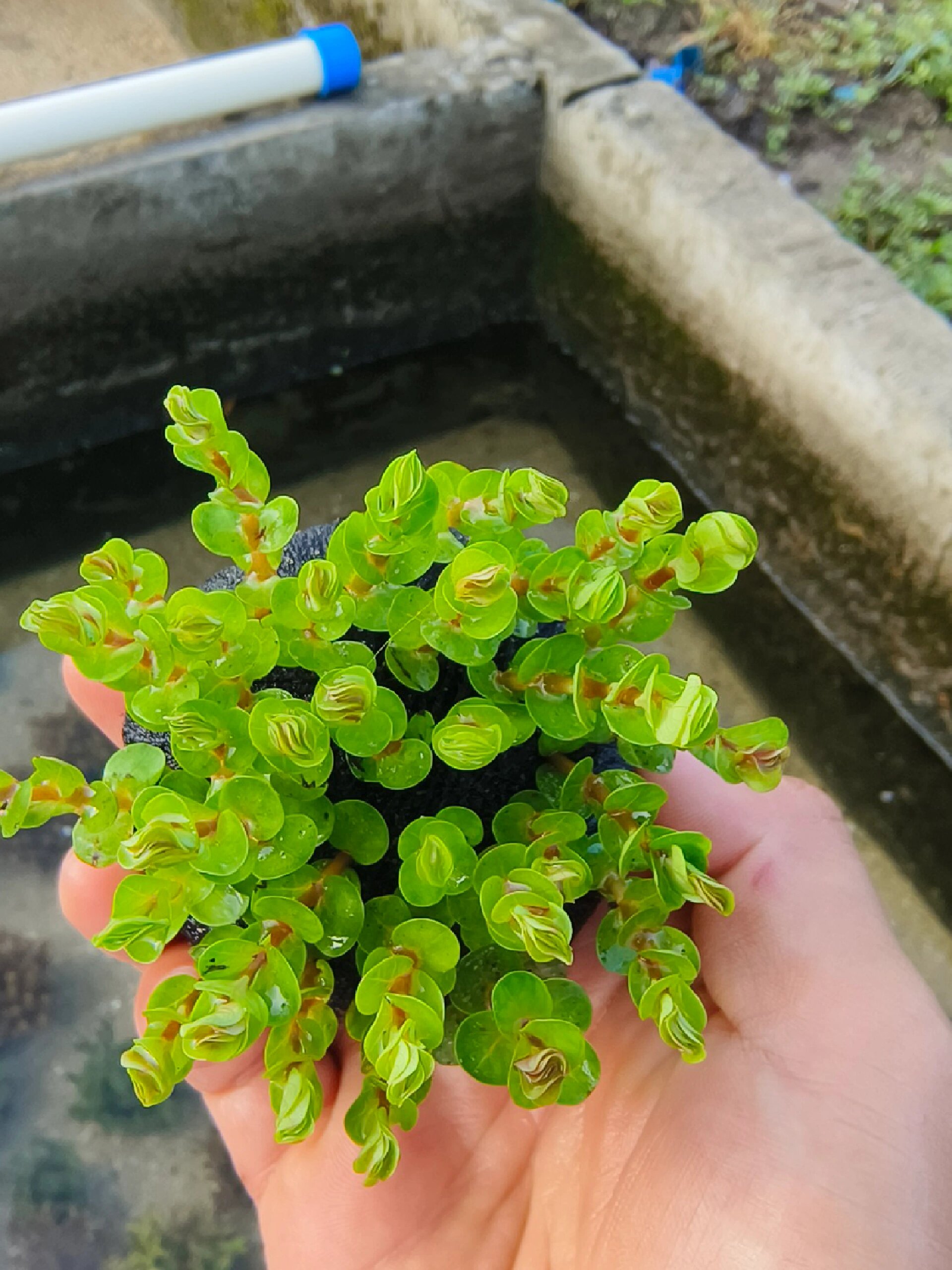 印度小圆叶?那水下是什么?