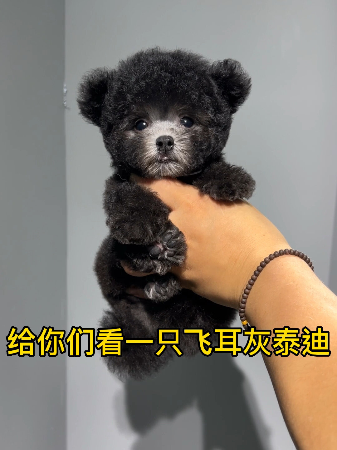 超可爱的飞耳灰泰迪你们爱了吗