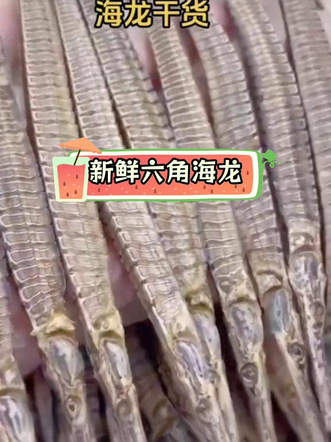 六角海龙干,深海捕捞正宗野品