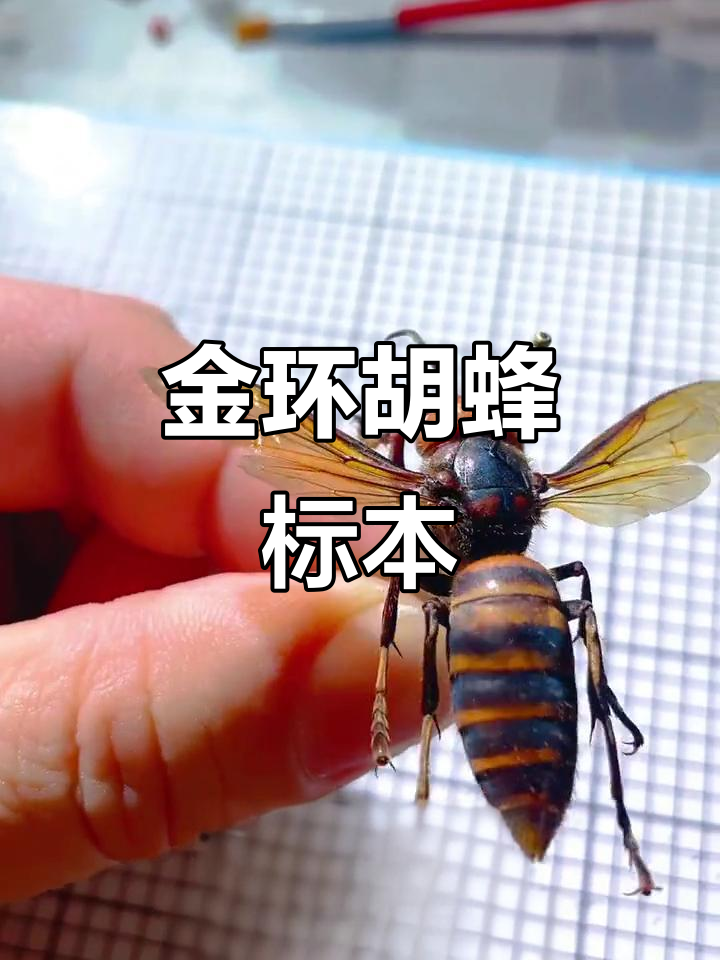 金环胡蜂标本展示,独特生物的神秘魅力