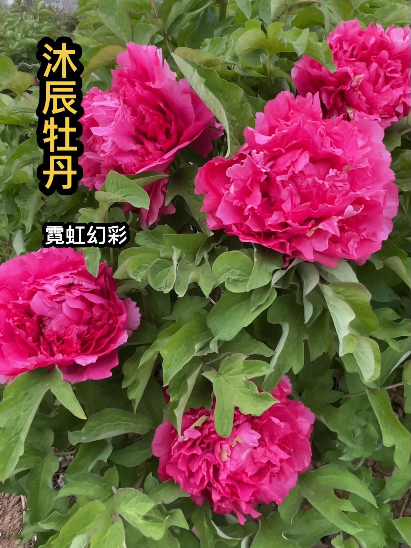 牡丹品种 霓虹幻彩 牡丹 菏泽牡丹 抖音带你去赏花-度小视