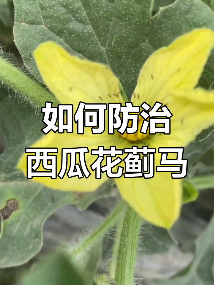 西瓜花蓟马防治全攻略,轻松应对病毒病传播