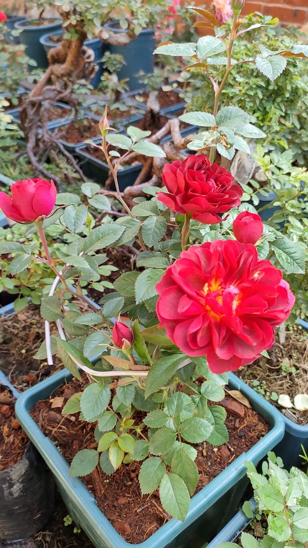 樱桃果汁终于开花了 月季 花卉绿植 盆景 养花小知识 养花-度小视