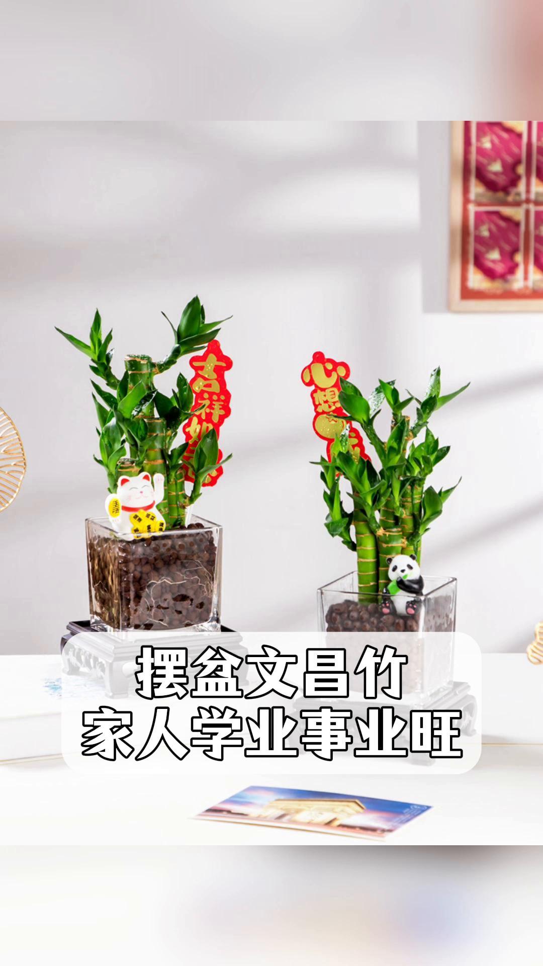 摆盆文昌竹,家人学业事业旺