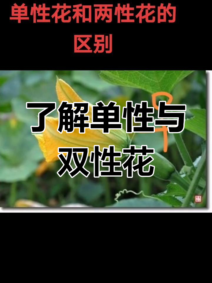 单性花两性花图片